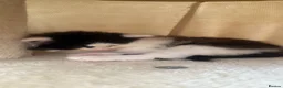 Domestic Shorthair cats for sale: British short hair cross kittens 🐾 in Leeds - Advert 2