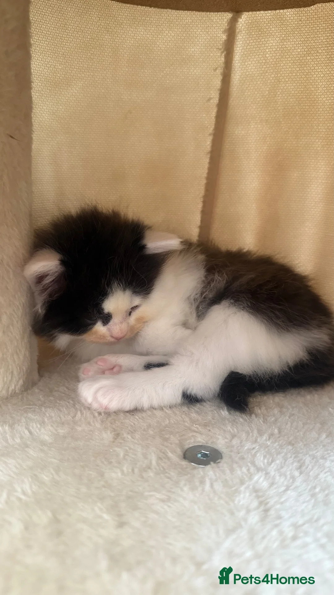 Domestic Shorthair cats for sale: British short hair cross kittens 🐾 in Leeds - Advert 2