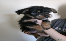 Mixed Breed dogs for sale: 💞 Beautiful Yorkie Russel Puppies 💞 - Image 26
