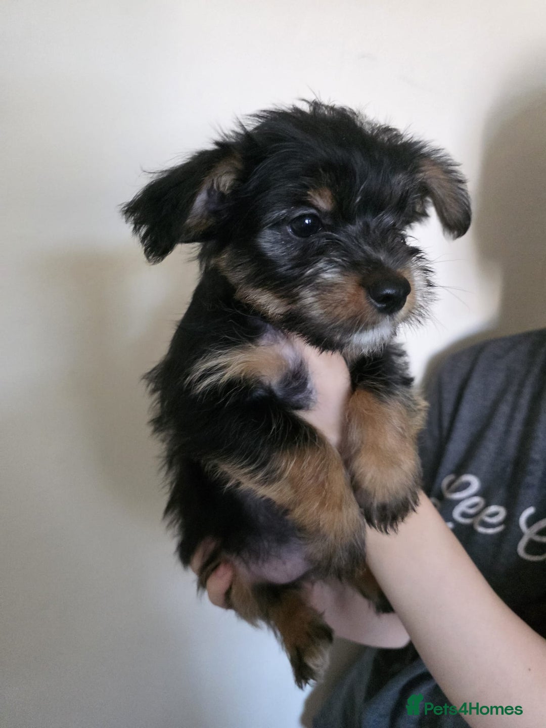 Mixed Breed dogs for sale: 💞 Beautiful Yorkie Russel Puppies 💞 - Image 26