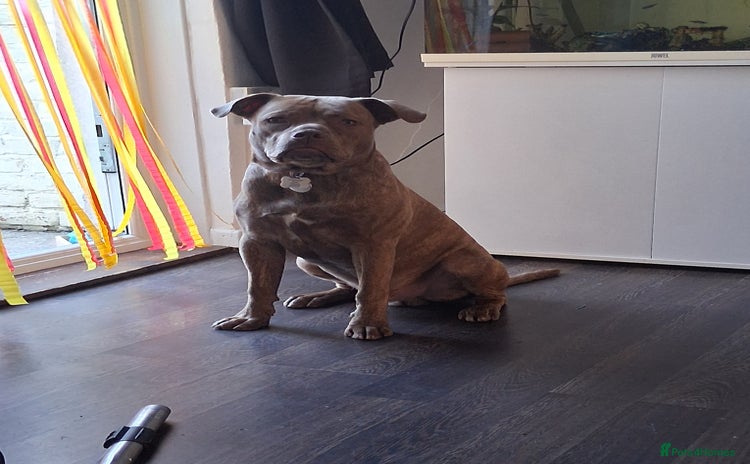 American Bull Staffy dogs - Advert 5