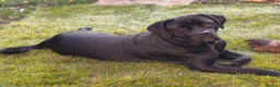Cane Corso dogs for sale: Cane corso for rehoming  in Nottingham - Advert 2