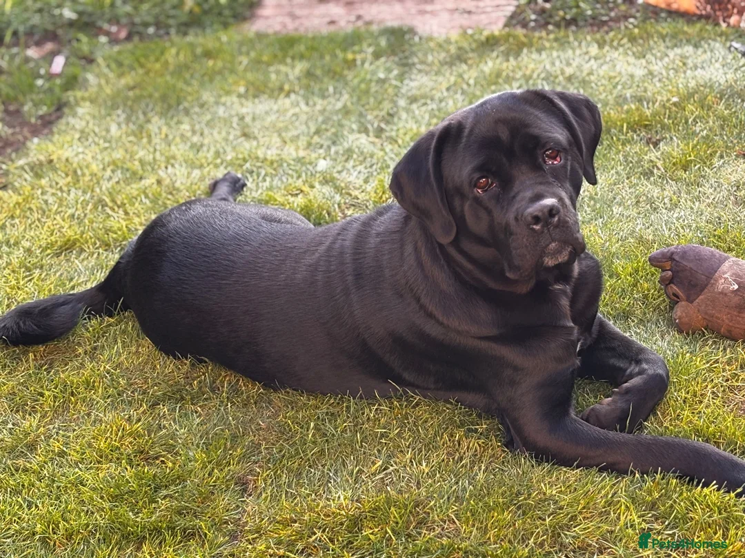 Cane Corso dogs for sale: Cane corso for rehoming  in Nottingham - Advert 2