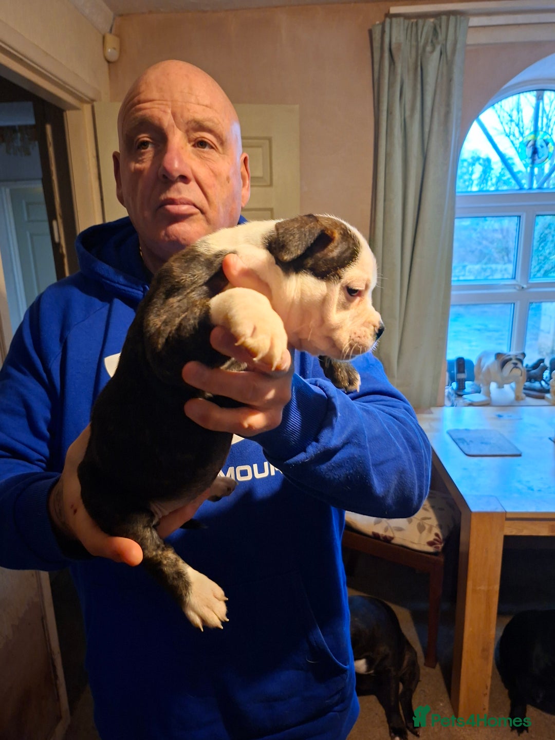 Mixed Breed dogs for sale: Big beautiful Bull Staffs  - Advert 6