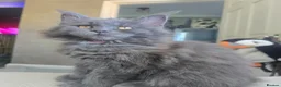 Maine Coon cats for sale: Blue mainecoon adorable kittens TICA reg - Advert 9