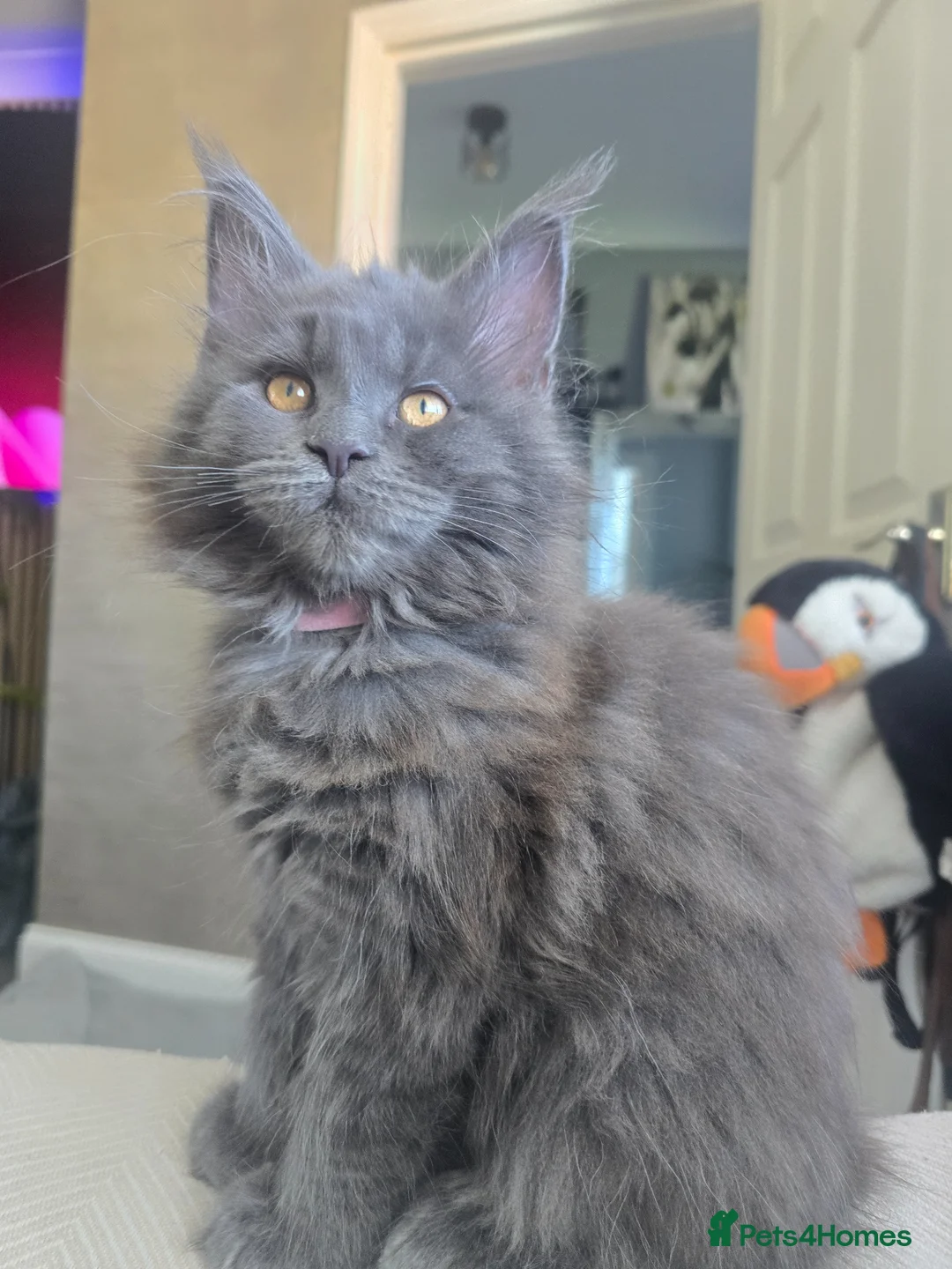 Maine Coon cats for sale: Blue mainecoon adorable kittens TICA reg - Advert 9