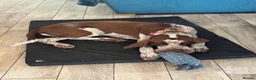 Bracco Italiano dogs for sale: Male Bracco Italiano  - Advert 2