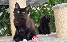 Maine Coon cats for sale: TICA 5 GEN PEDIGREE DNA TESTED  - Image 23