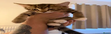 Male 2