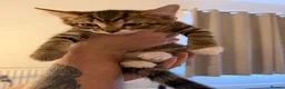 Mixed Breed cats for sale: Mixed Breed Kittens  - Advert 5