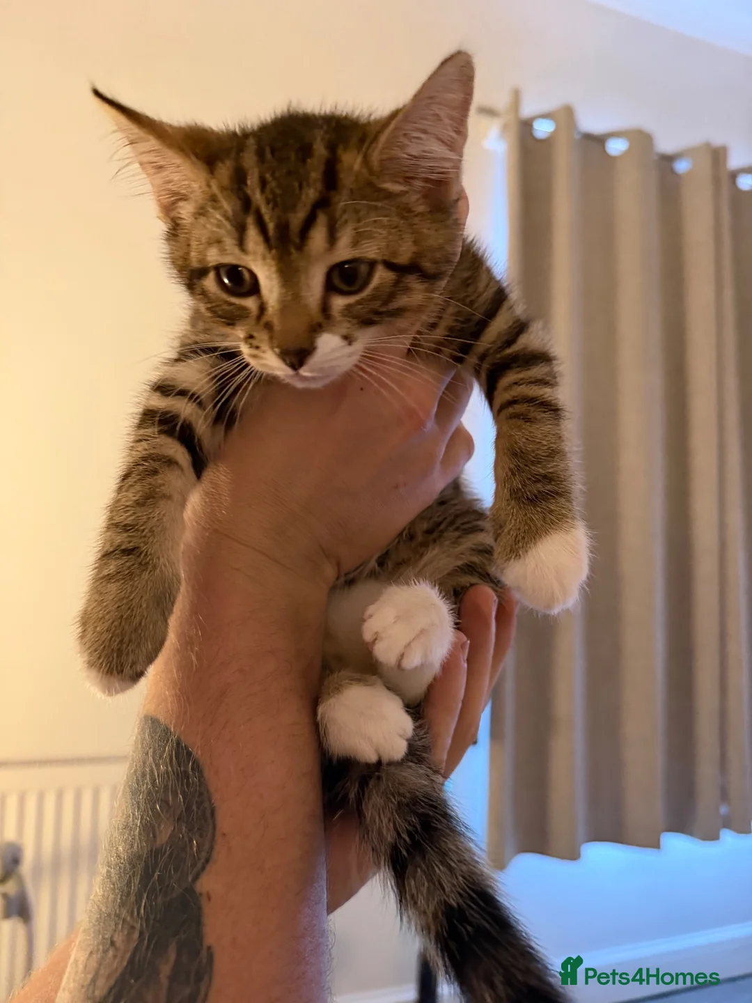 Mixed Breed cats for sale: Mixed Breed Kittens  - Advert 5