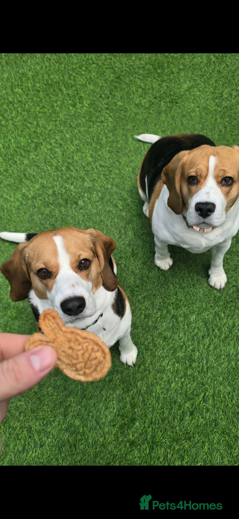 Beagle dogs 2 beagles 1 male age 3 1 female age 5  - Advert 2