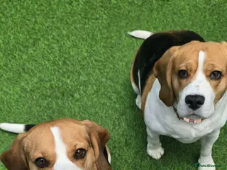 Beagle dogs 2 beagles 1 male age 3 1 female age 5 - Advert 1
