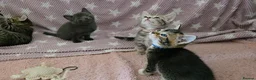 Mixed Breed cats for sale: Beautiful kittens looking for their forever homes  - Advert 19