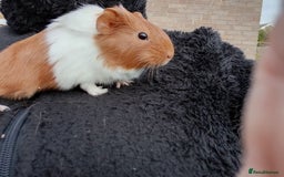 Guinea Pig rodents for sale: Baby guinea pigs  - Image 9