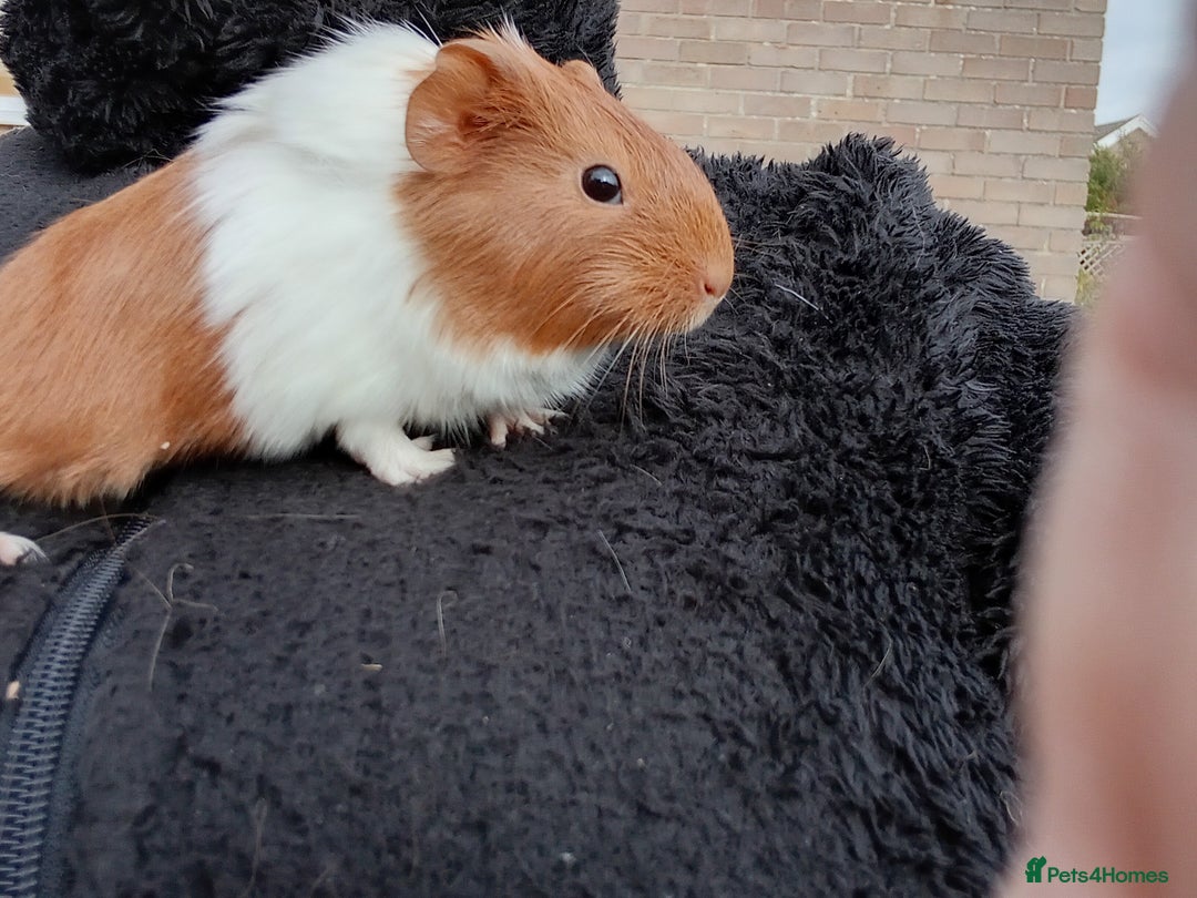 Guinea Pig rodents for sale: Baby guinea pigs  - Image 9