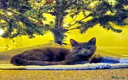 British Shorthair cats for sale: British grey short hair female cat - Image 4
