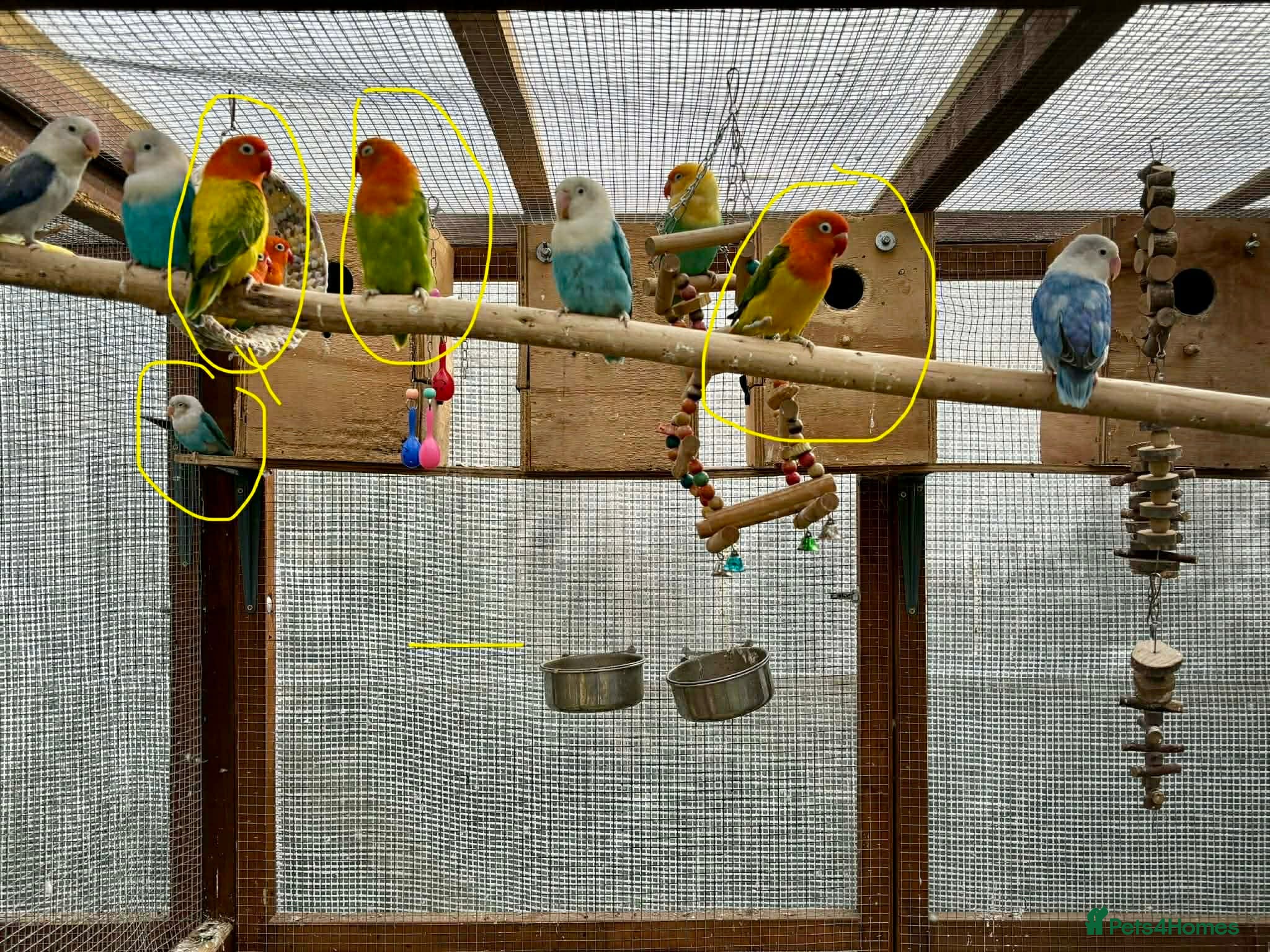 Lovebirds birds Opaline Lovebirds🌈🐦 - Advert 7