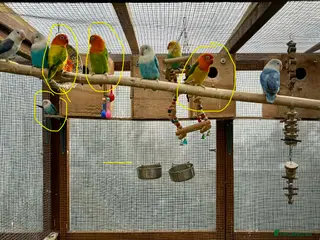 Lovebirds birds Opaline Lovebirds🌈🐦 - Advert 7