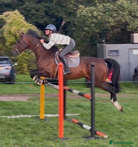 British Warmblood horses Everyone Needs A Guinness  - Advert 3
