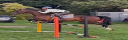 British Warmblood horses for sale: Everyone Needs A Guinness  - Advert 1