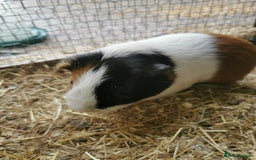 Guinea Pig rodents for sale: Bonded pair of guinea pigs - Image 3