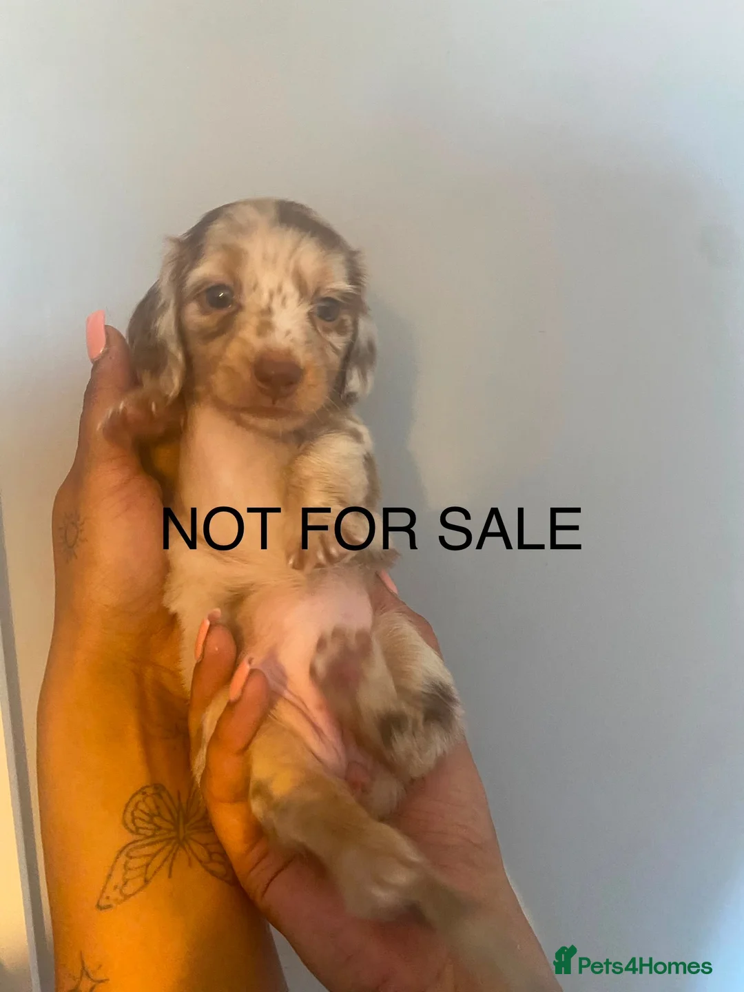 Miniature Dachshund dogs for sale: Beautiful Male KC Registered Miniature Dachshund - Advert 2