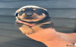 Rottweiler dogs for sale: Rottweiler puppies for sale. - Image 4