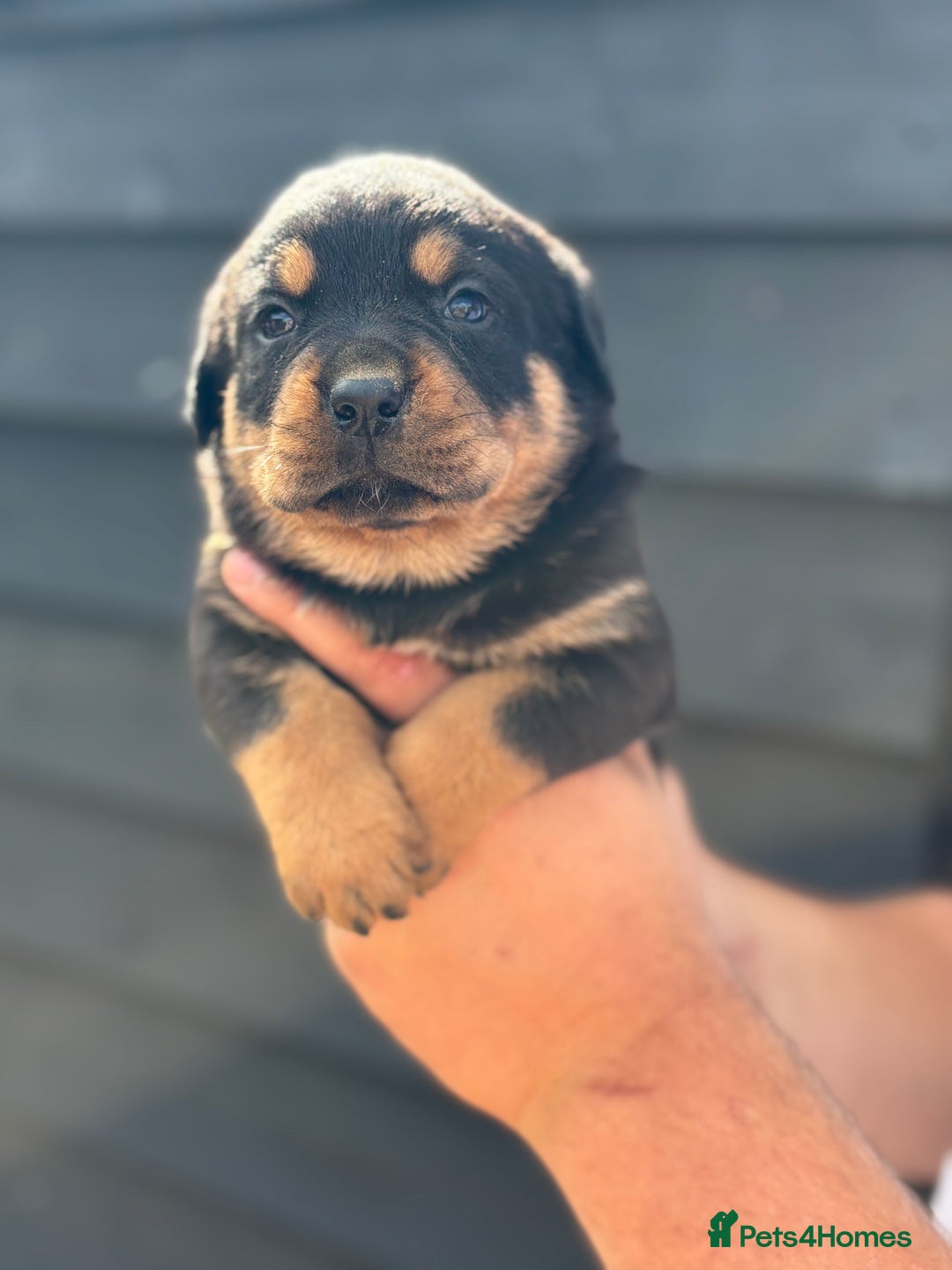 Rottweiler dogs for sale: Rottweiler puppies for sale. - Image 4