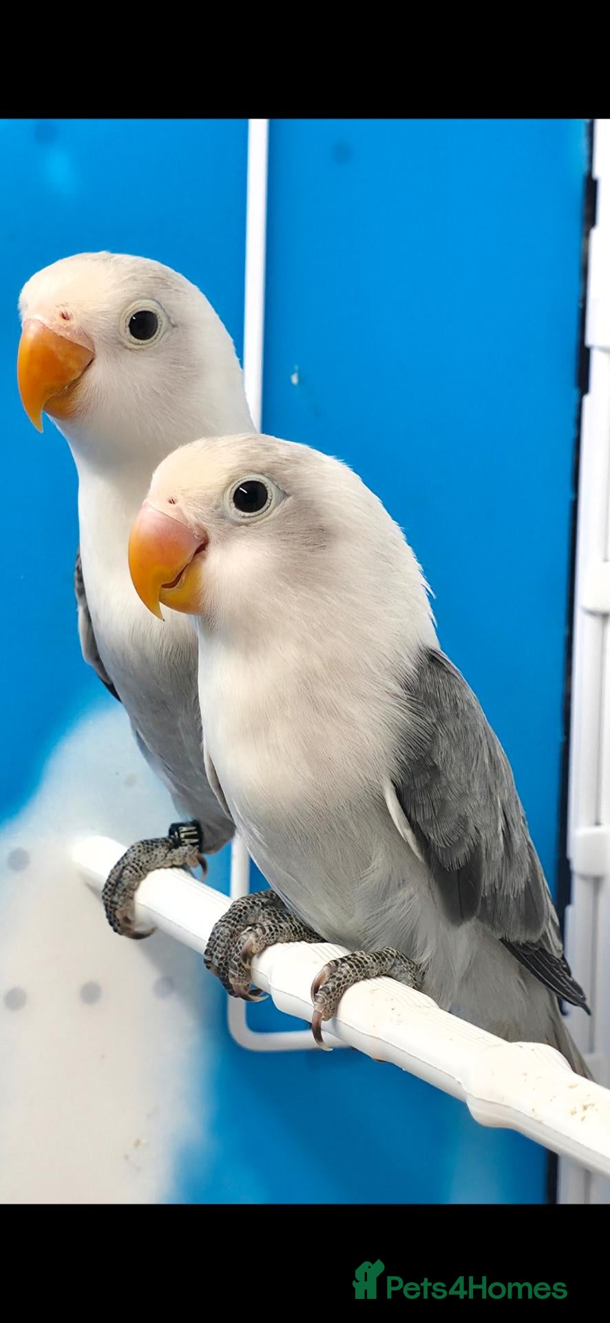 Lovebirds birds Lovebird Pairs with DNA.Can bring to Stafford Show - Advert 2