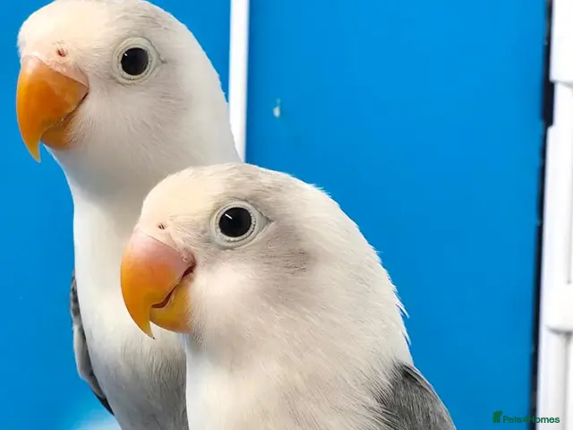 Lovebirds birds Lovebird Pairs with DNA.Can bring to Stafford Show - Advert 2