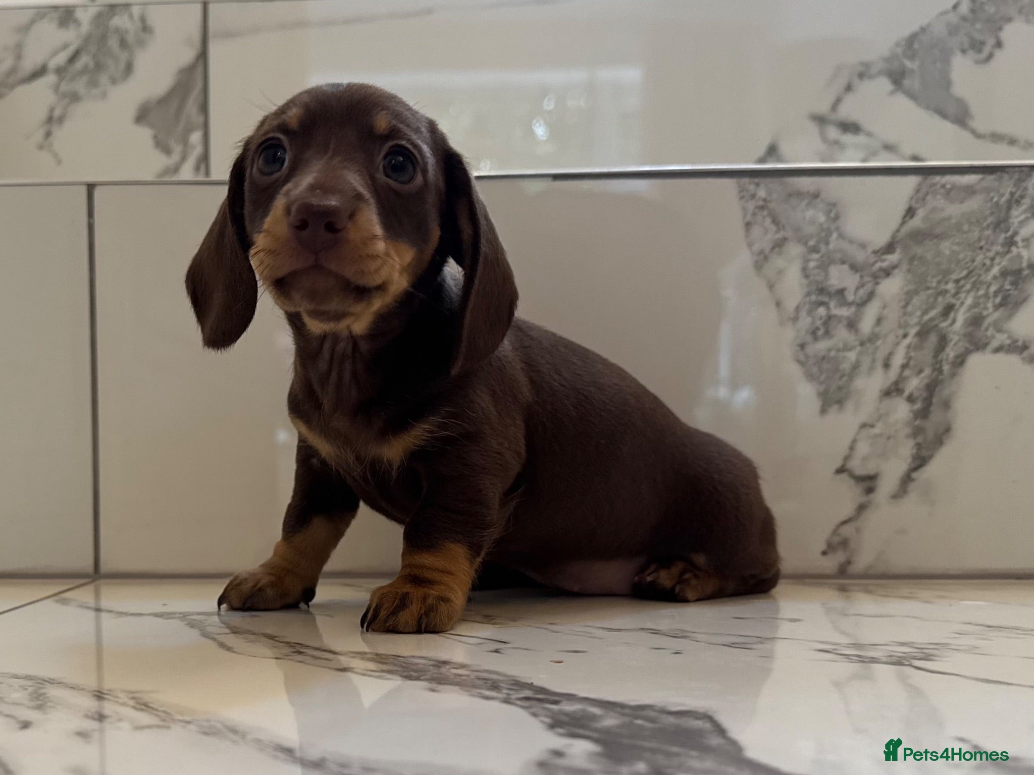 Miniature Dachshund dogs Ready now. KC. PRA Clear. Mini Dachshunds.Stunning - Advert 1