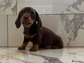 Miniature Dachshund dogs Ready now. KC. PRA Clear. Mini Dachshunds.Stunning - Advert 1