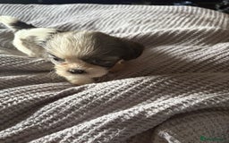 Shih Tzu dogs for sale: Shih zhus puppys - Image 12