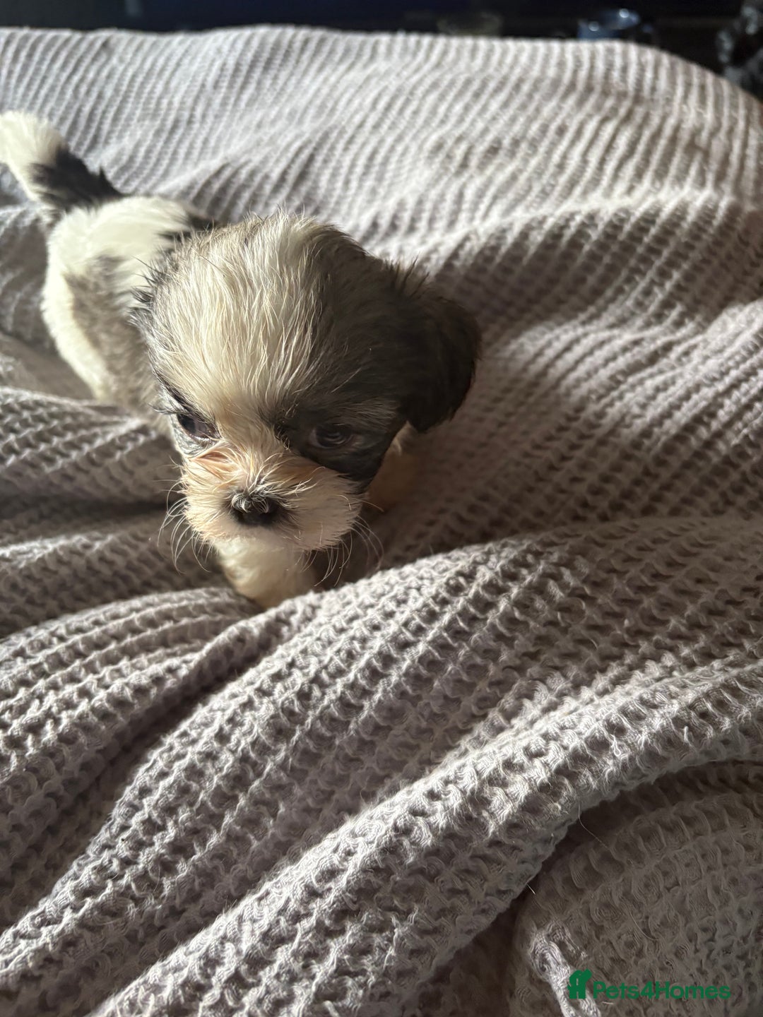 Shih Tzu dogs for sale: Shih zhus puppys - Image 12