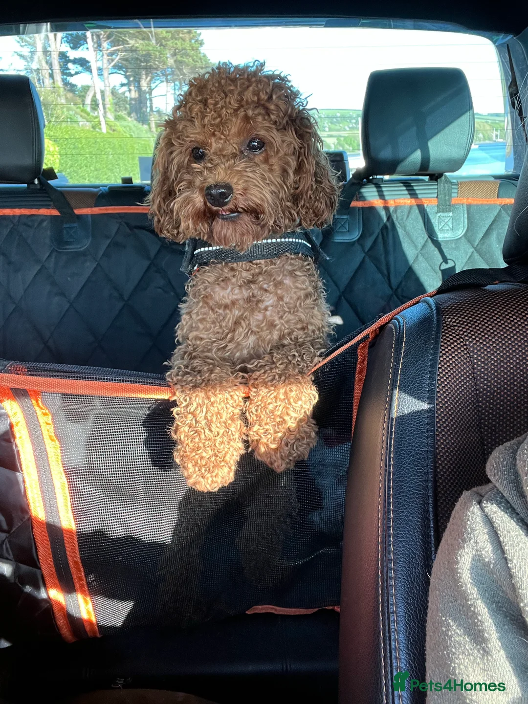 Toy Poodle dogs for stud: KC Red Toy Poodle in Cardigan - Advert 13