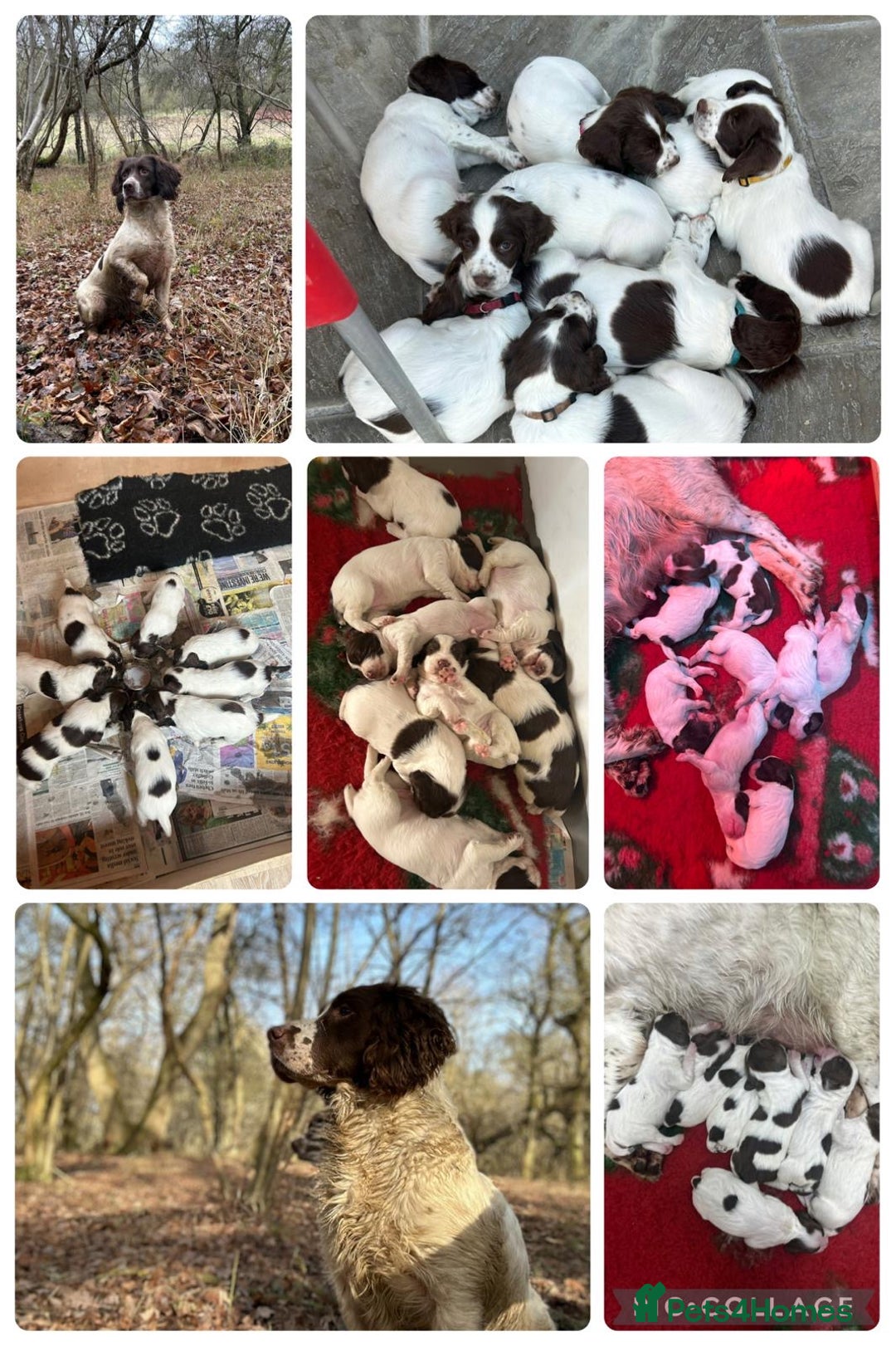 English Springer Spaniel dogs for sale: Beautiful liver and white working ESS  - Image 2