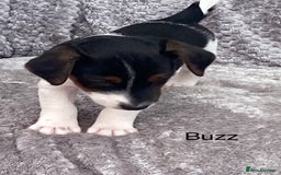 Jack Russell dogs for sale: Jack russel puppy’s  - Image 2