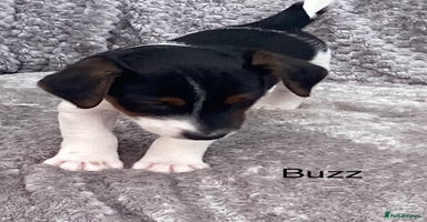 Jack Russell dogs - Advert 16