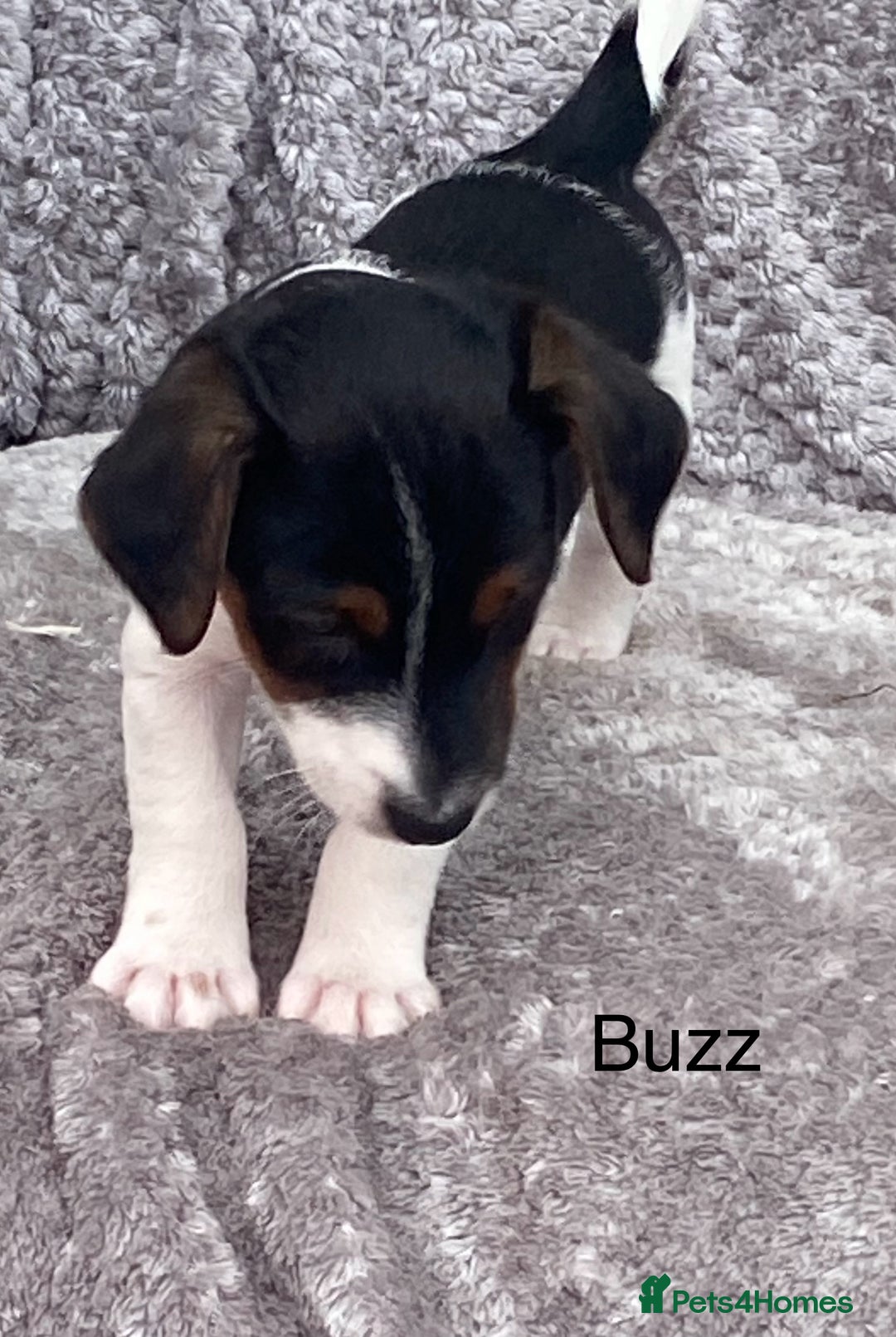 Jack Russell dogs for sale: Jack russel puppy’s  - Image 2