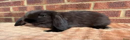 Mini Lop rabbits for sale: Two mini lop sisters available  - Advert 9