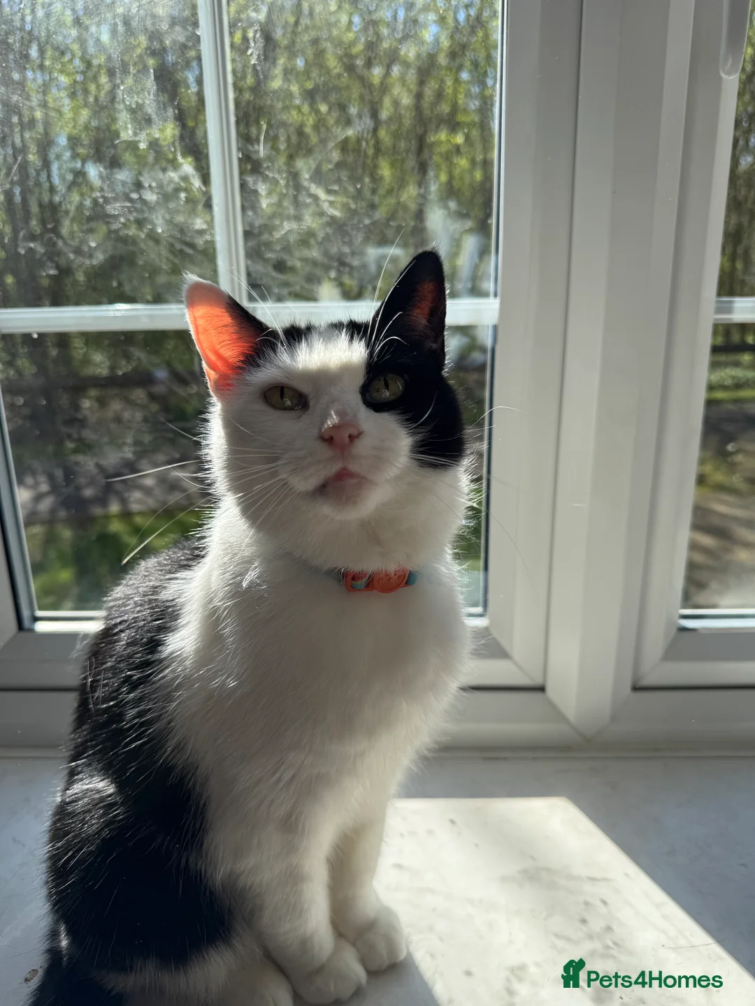 Mixed Breed cats for sale: 4 Year Old Female Cat - Advert 2