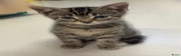 Domestic Shorthair cats for sale: Ready now, tabby kittens  in Preston - Advert 2