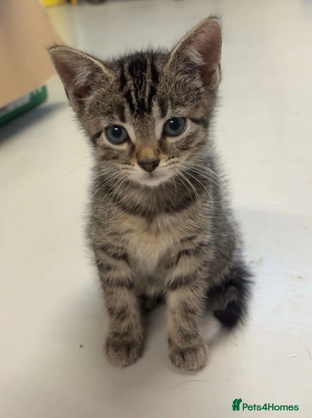 Domestic Shorthair cats for sale: Ready now, tabby kittens  in Preston - Advert 2