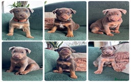 Australian Kelpie dogs for sale: Australian Kelpie Puppies WKC Registered - Image 1