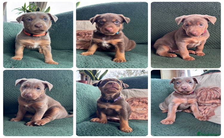 Australian Kelpie dogs - Advert 1