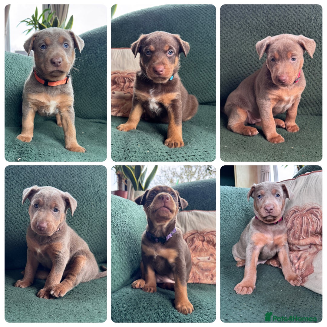 Australian Kelpie dogs for sale: Australian Kelpie Puppies WKC Registered - Image 1