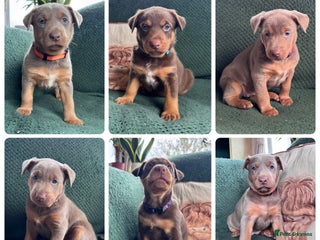 Australian Kelpie dogs - Advert 1