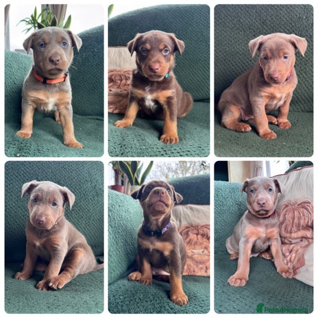 Australian Kelpie dogs - Advert 1