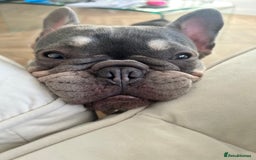 French Bulldog dogs for sale: 2 year old French Bulldog  - Advert 3